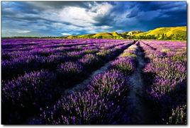 普羅旺斯[法國東南部薰衣草之鄉]