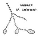 馬鈴薯疫霉 馬鈴薯疫霉