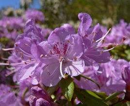 硬葉杜鵑(原變種) 硬葉杜鵑(原變種)