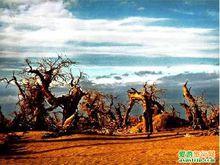 額濟納旗怪樹林