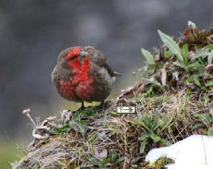 紅胸朱雀的習性
