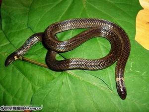 枳首蛇 枳首蛇