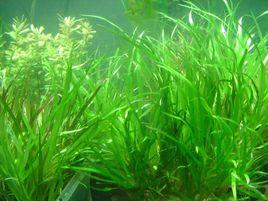 日本簀藻 日本簀藻