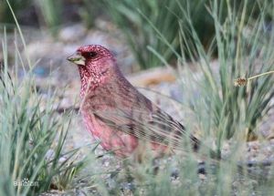大朱雀青藏亞種 大朱雀青藏亞種