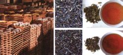 茶葉的醇化環境及醇化效果圖