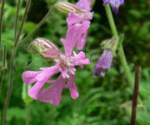 纖細蠅子草 纖細蠅子草