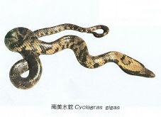 南美水蛇 南美水蛇
