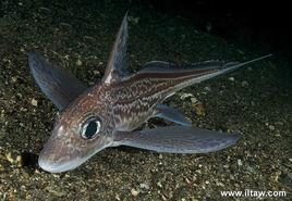 大西洋銀鮫 大西洋銀鮫