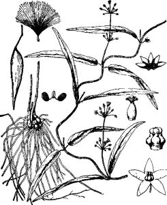 人參娃兒藤（墨線圖）