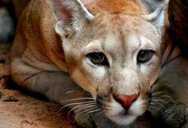 馬托格羅索美洲獅 馬托格羅索美洲獅