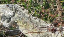 鬣鱗蜥