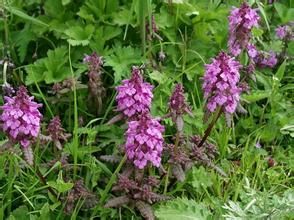 灌叢馬先蒿 灌叢馬先蒿