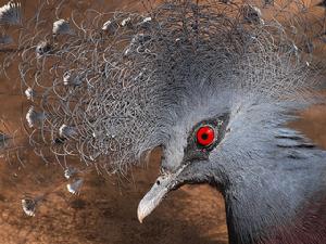 維多利亞鳳冠鳩 維多利亞鳳冠鳩