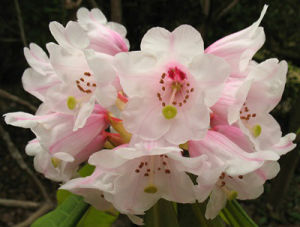 美被杜鵑 美被杜鵑