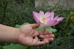 臥佛寺古蓮 臥佛寺古蓮