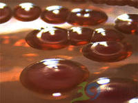 多殺巴斯德桿菌病 多殺巴斯德桿菌病