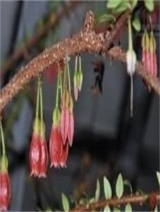 五翅莓屬 五翅莓屬