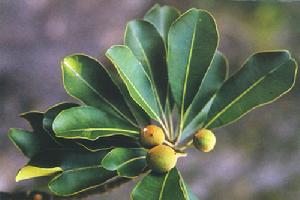 紫荊木屬 紫荊木屬