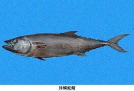 異鱗蛇鯖 異鱗蛇鯖