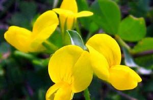 百脈根[薔薇目豆科植物]