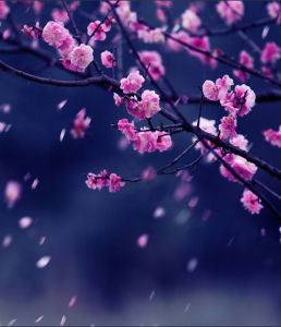 落英繽紛 落英繽紛