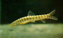 花斑副沙鰍 花斑副沙鰍