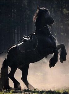 馬放南山 馬放南山