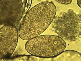 薑片吸蟲 薑片吸蟲