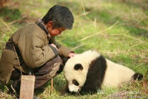 《熊貓回家路》