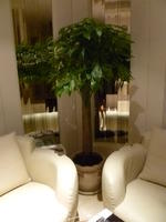 福州市花卉租擺