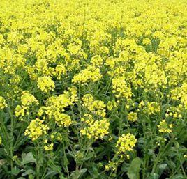 皖油19號 皖油19號