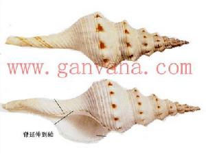 紡軸長旋螺 紡軸長旋螺