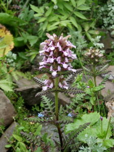 極狹狹盔馬先蒿 極狹狹盔馬先蒿