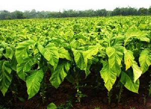 （圖）程戈莊鎮