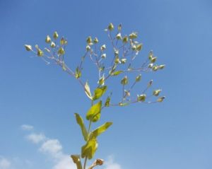 王不留行屬 王不留行屬