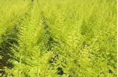 朝鮮棶木枝 朝鮮棶木枝