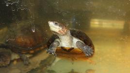 紅面蛋龜 紅面蛋龜