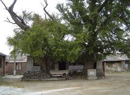 興善寺貝多樹 興善寺貝多樹