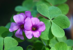 三葉草[草本植物]