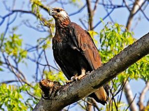 索羅門群島海雕