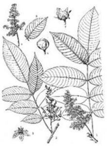 小果裂果漆（變種）