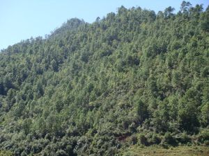 頭箐自然村 頭箐自然村