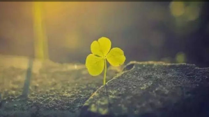 詩和遠方病 詩和遠方病