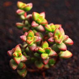 半球星乙女 半球星乙女