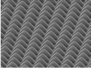 PSS[高分子化合物]