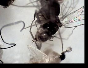 集孢粘菌綱 集孢粘菌綱