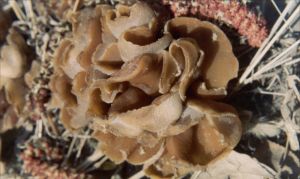 褐側盤菌 褐側盤菌