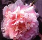 大菲麗斯 大菲麗斯