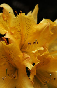 吳小平[攝影師]