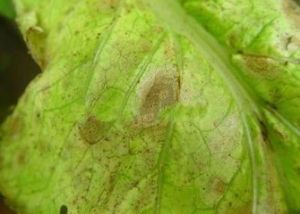 大白菜環斑病 大白菜環斑病